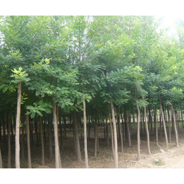 山東中鵬苗木基地(圖)-國槐種植前景-浙江國槐