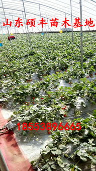 【優質四季草莓苗批發價格、四季草莓苗】-