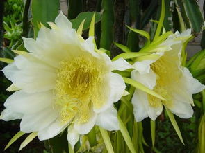 這是云南什么花聽說接出果實還很好吃