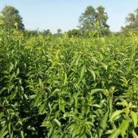 蓮霧苗產品圖片|圖片大全|圖片庫