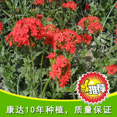 大花剪秋蘿 剪秋蘿花卉種子 景觀花海 容易栽培 耐寒圖片_高清圖_細節圖-酒泉康達農副產品專業合作社