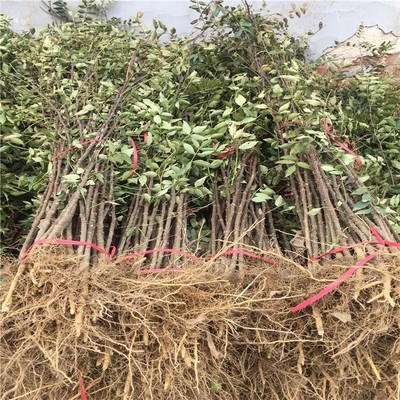 種植花椒苗品種新中苗木花椒苗北方表現好