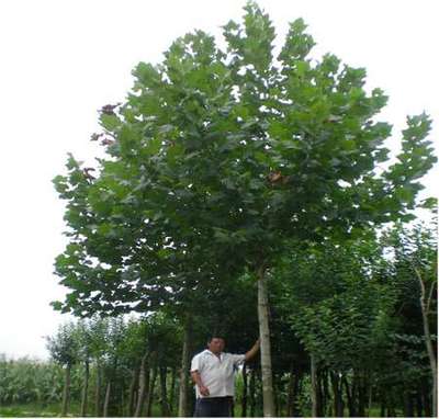 種植及銷售苗木