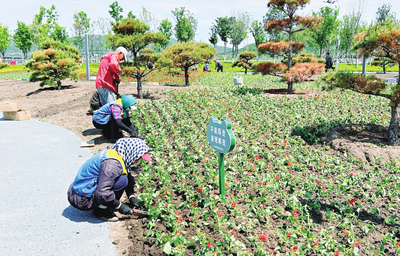栽植花卉扮靚城市街景