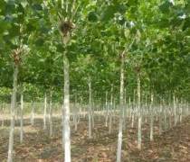 【優質法桐苗現貨供應】,價格,廠家,供應商,濟寧市兗州區楓林苗木種植專業合作社 - 產品庫 - 阿土伯網移動版