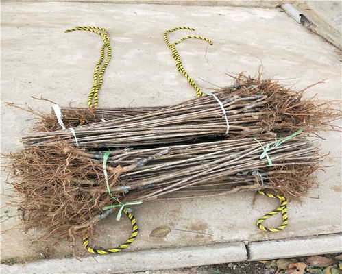河南車厘子樹苗基地,河南車厘子樹苗價格