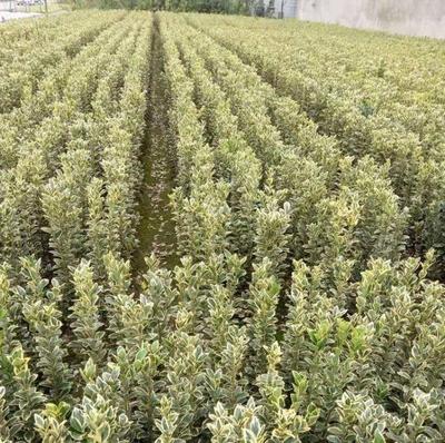 金邊大葉黃楊 產地貨源與苗木種植全解析