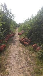 河東區東鵬苗木花卉種植專業合作社主營產品介紹