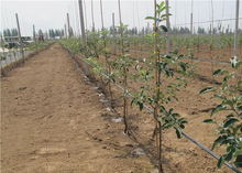 果樹密植條件下的整形修剪趨勢與特點及其在花卉種植中的應用