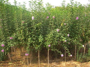 木槿之美——華藝苗木種植場的優質花卉種植之道