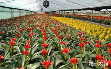 我國花卉苗木產業 全球最大的生產中心