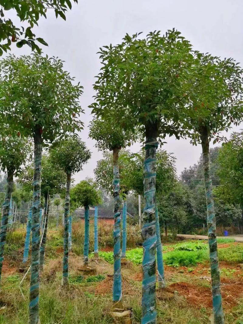 綠恒苗木基地 跨省苗木與花卉種植的專業典范