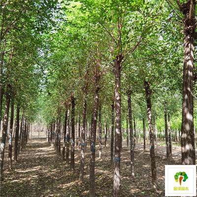 8公分榆樹價格分析與種植指南