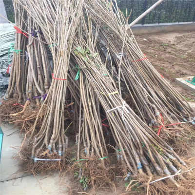 新疆阿勒泰地區供應優質矮化櫻桃苗與五年先鋒櫻桃苗，助力花卉種植產業發展