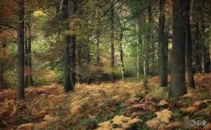 三步教你種植出標準的精品苗木